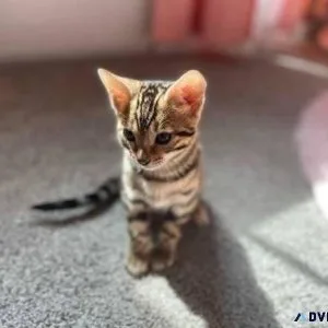 Bengal kittens available