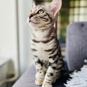 Ggye bengal kittens