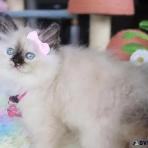 Himalayan kittens