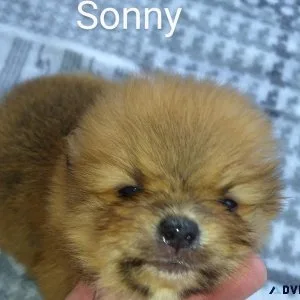 Adorable Male Pomeranian Puppy