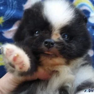 Beautiful Male Pomeranian Puppy