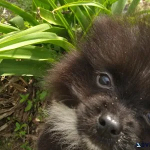Gorgeous Female Pomeranian Puppy