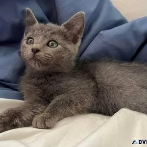 Blue eyes Russian blue kittens