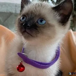 12 weeks old siamese kittens