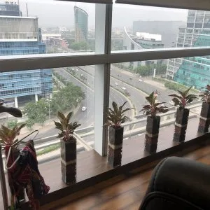 Plants on rent for refreshing offices