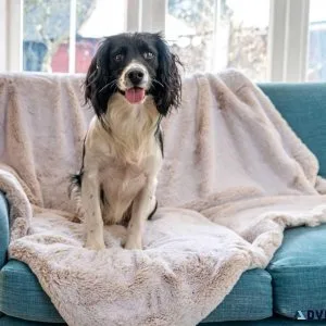 Luxurious Designer Dog Blanket - Keep Your Pup Cozy in Style