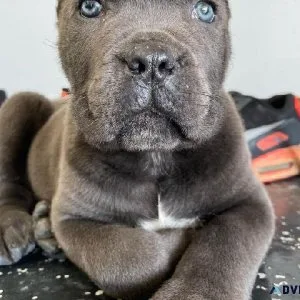 Cane Corso Puppies for sale