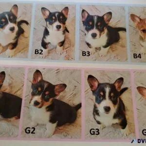 Pembroke welsh corgi puppies