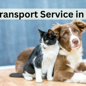 Pet transport service in delhi