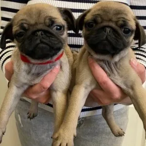 Two pug puppies needs a new family