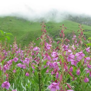 Valley of flowers package by helicopter - blue poppy holidays