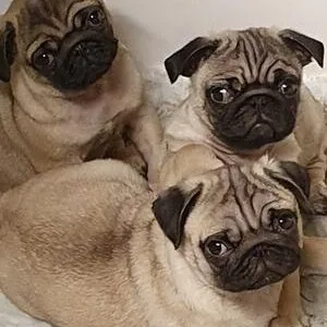 Beautiful pug puppies