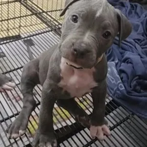 Akc american pitbull terrier puppies