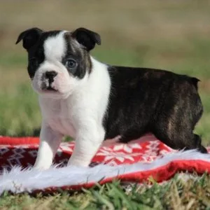 Akc boston terrier puppies