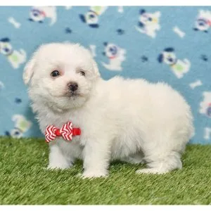 Fluffy bichon frise puppies available
