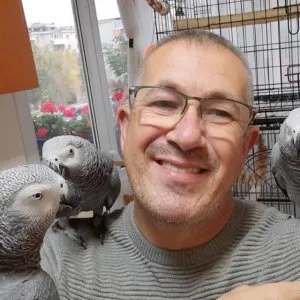 African grey parrots m/f