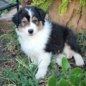 Very intelligent australian shepherd puppies