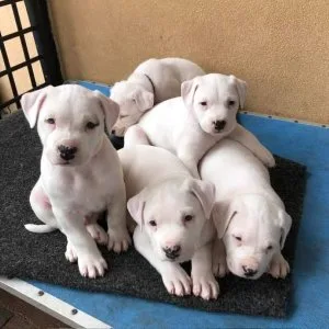 Home raised american bulldog (scott standard) puppies