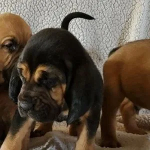 Home raised bloodhound puppies available