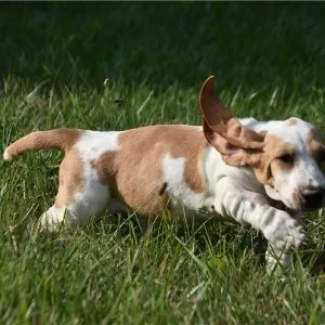 Beautiful basset hound puppies available