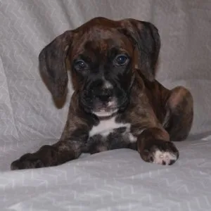 Akc boxer puppies