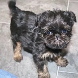 Akc brussels griffon puppies