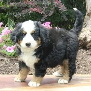 Akc bernese mountain dogs for lovely homes