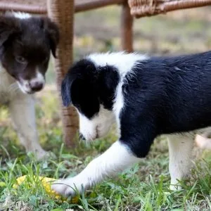 Well socialized border collie puppies