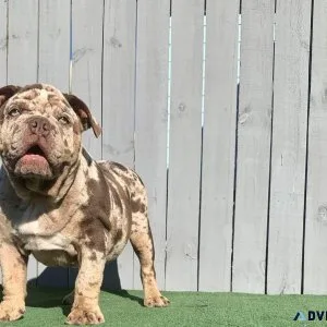 Beef Grandson Abr Registered Merle Male