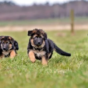 German shepherd long hair puppies for sale call7300930479