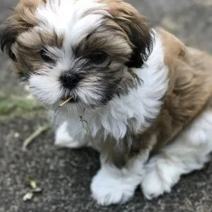 Adorable shihtzu puppies ae available for sale7300930479