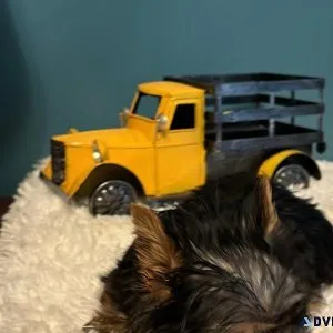 Little traditional Yorkie