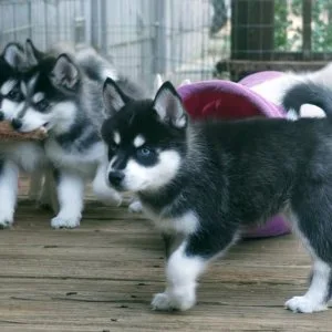 Adorable ckc pomsky puppies for sale
