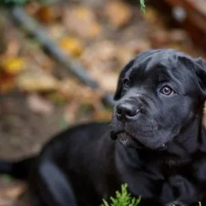 Healthy superb cane corso puppies available7300930479
