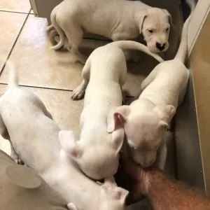 Dogo argentino puppies for sale