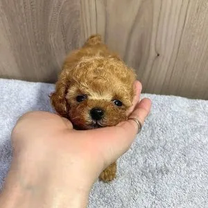 Poodle