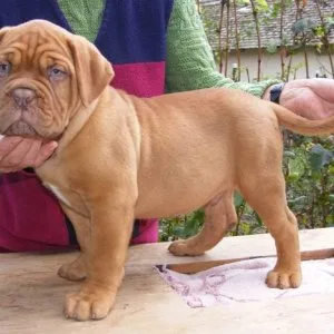French mastiff puppies for new home7300930479