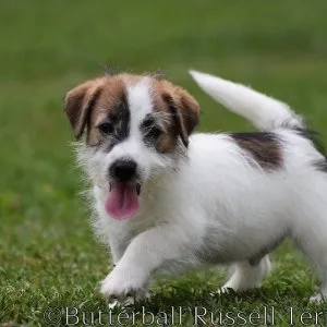 Rys russell terrier puppies 