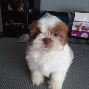 Ljsj shihpoo puppies available