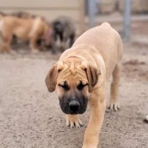 Abj south african boerboel puppies