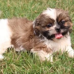 Ljs shih tzu puppies akc
