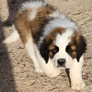 Bvxf akc saint bernard puppies