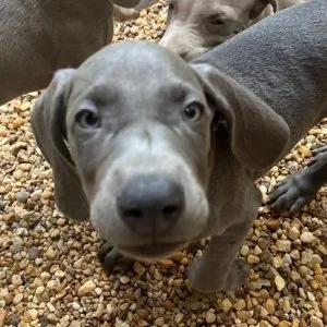 Wns weimaraner puppies