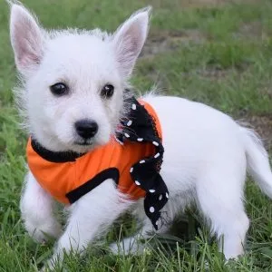 Pjd west highland white terrier puppies ready to go