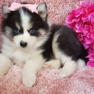 Mnb pomsky puppies for sale