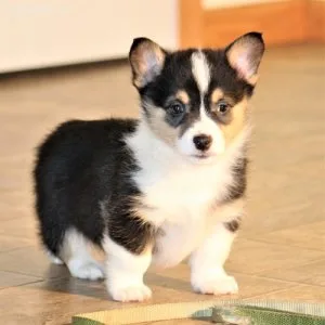 Usi pembroke welsh corgi puppies purebred