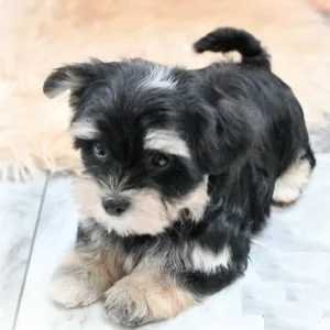 Lsjh ckc morkie puppies