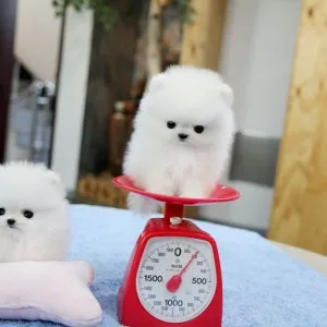 Hdkj teacup pomeranian puppies
