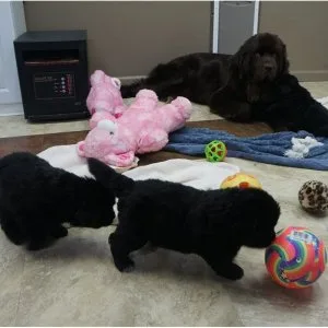 Btyut newfoundland puppies ready