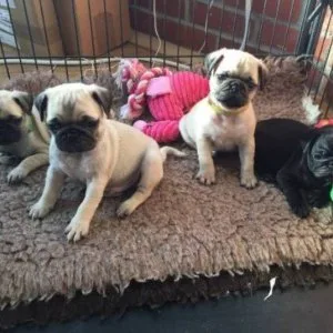 Tysh pug puppies for lovely homes